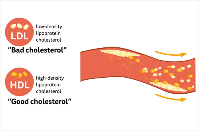 The Essential Cholesterol Meter